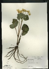 Caltha palustris image