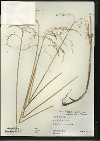 Glyceria canadensis image