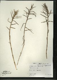 Dulichium arundinaceum var. arundinaceum image