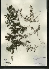 Ceratophyllum demersum image