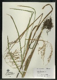 Glyceria canadensis image