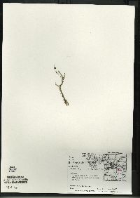 Utricularia gibba image