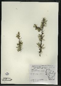 Larix laricina image