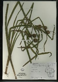 Sparganium eurycarpum image