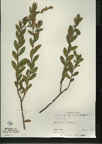 Chamaedaphne calyculata image