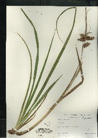 Carex comosa image