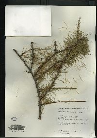 Larix laricina image