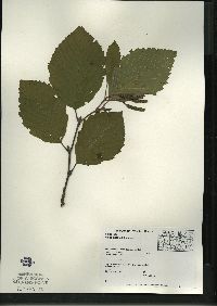 Alnus incana subsp. rugosa image