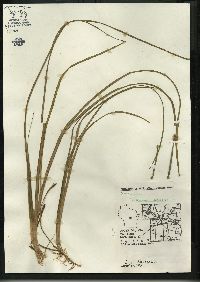 Sparganium angustifolium image