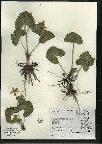 Caltha palustris image