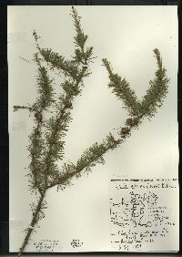 Larix laricina image