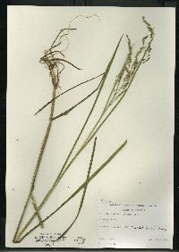 Glyceria canadensis image