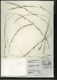 Aristida basiramea image