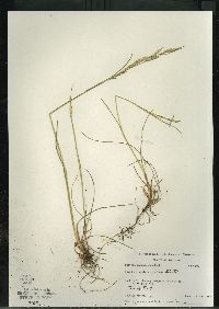 Festuca saximontana image