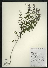 Scutellaria galericulata image