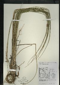 Carex oligosperma image