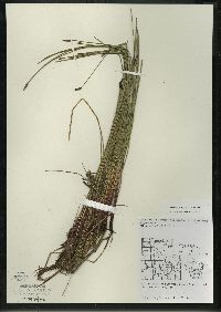 Eleocharis erythropoda image