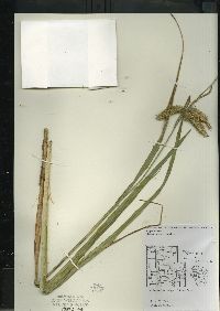 Carex comosa image