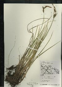 Carex aquatilis var. aquatilis image