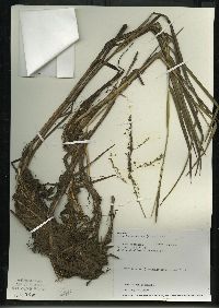 Glyceria canadensis image