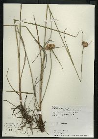 Eriophorum virginicum image