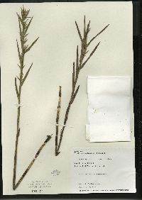 Dulichium arundinaceum var. arundinaceum image