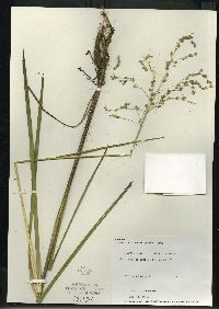 Glyceria canadensis image