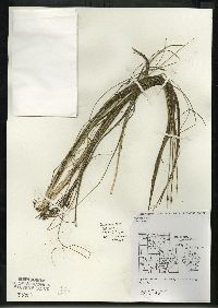 Schoenoplectus subterminalis image