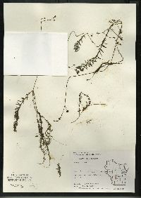 Utricularia intermedia image