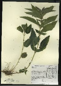 Urtica gracilis image