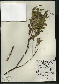 Chamaedaphne calyculata image