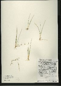 Juncus pelocarpus image