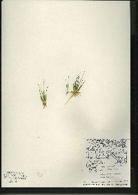 Juncus pelocarpus image