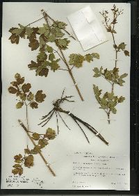 Thalictrum dasycarpum image