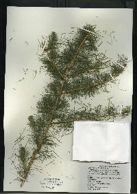 Larix laricina image