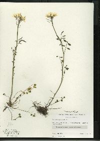 Cardamine pratensis image