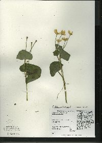 Caltha palustris image