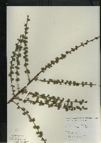 Larix laricina image