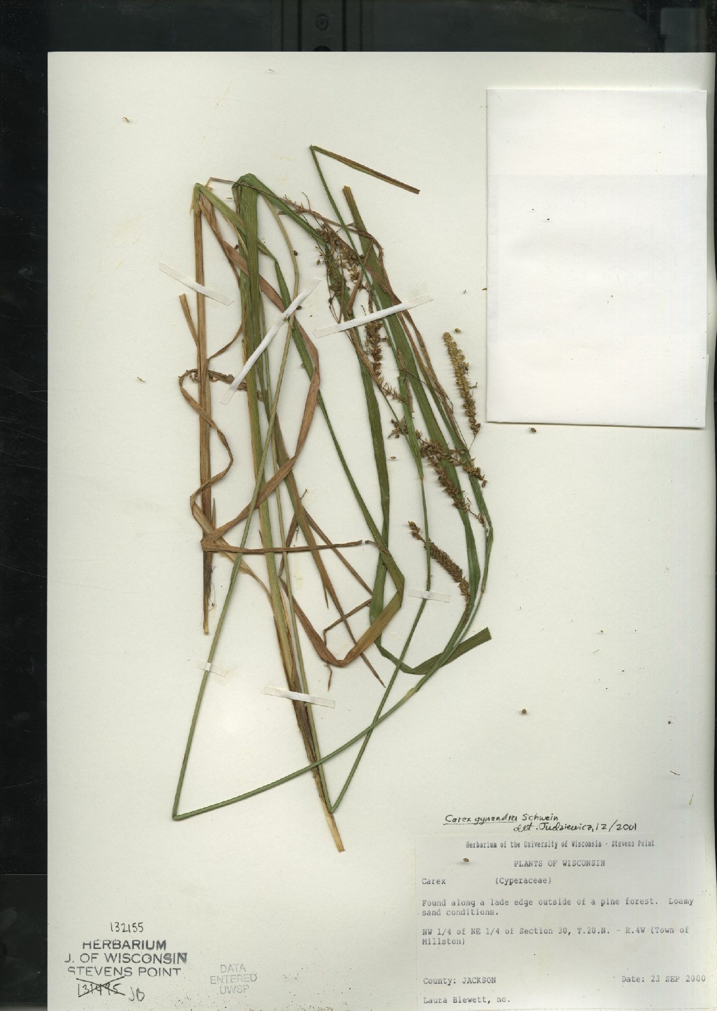 Carex gynandra image