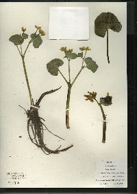 Caltha palustris image