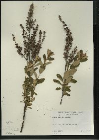 Spiraea tomentosa image