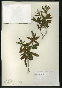 Rhododendron groenlandicum image