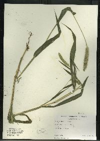 Setaria faberi image