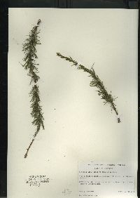 Larix laricina image