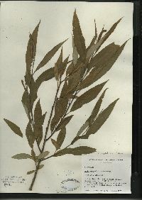 Salix amygdaloides image