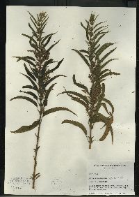 Urtica gracilis image