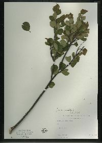 Betula pumila image