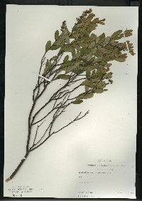 Chamaedaphne calyculata image