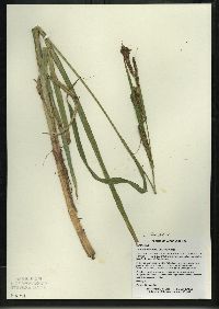 Carex lacustris image