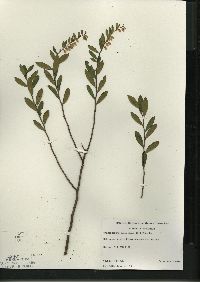 Chamaedaphne calyculata image